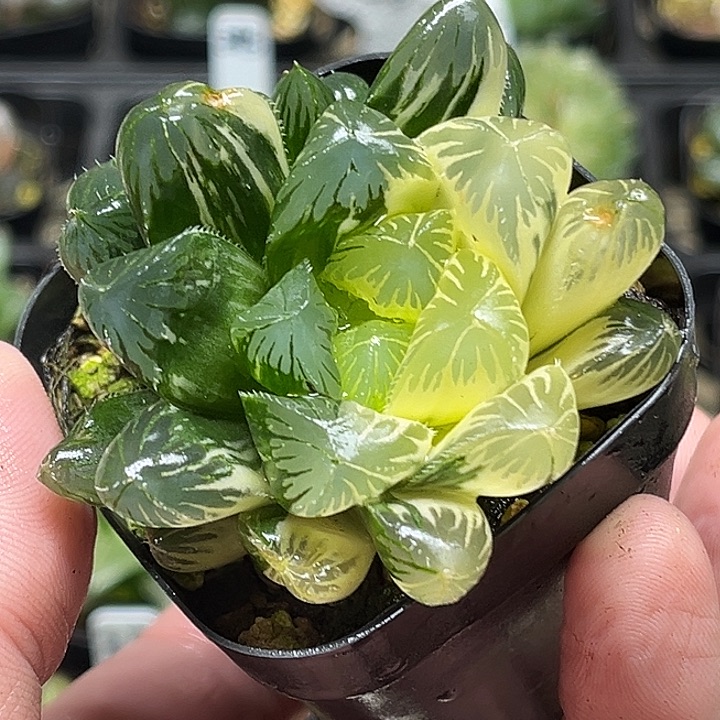 254双头大窗半糊夏沫锦