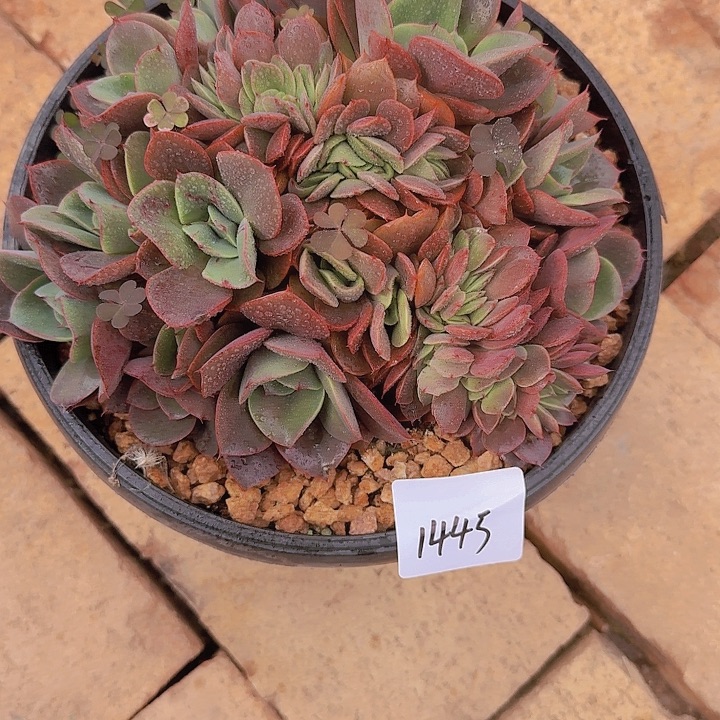 1445梦娜丽莎缀多肉植物