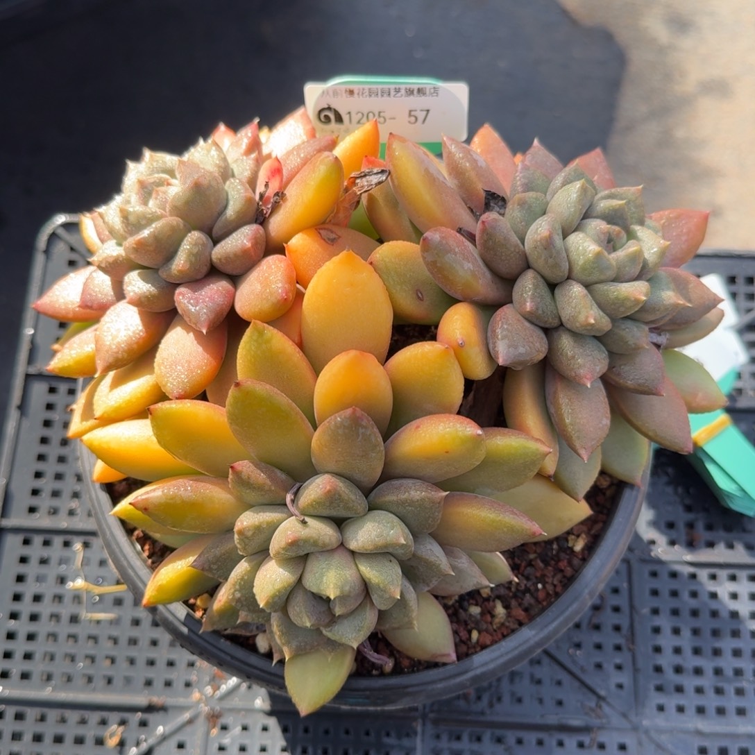 从前慢花园多肉编号1205.57
