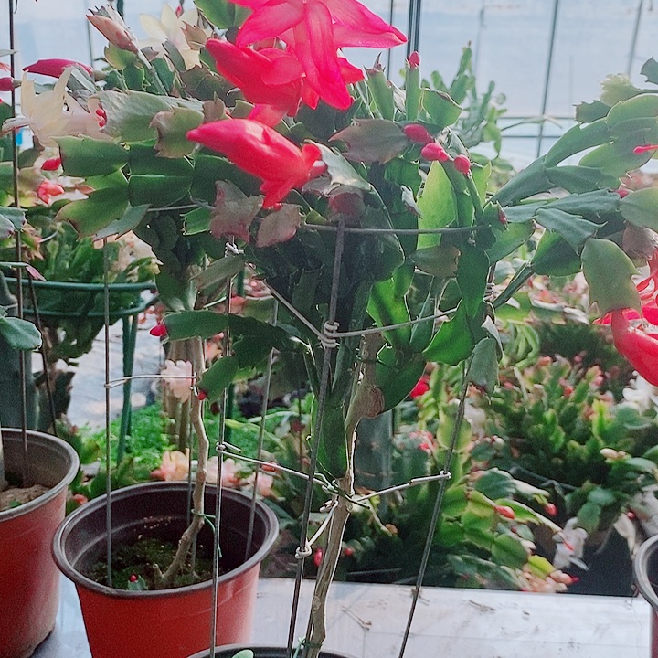 a***n无花朵叶仙嫁接一物一拍