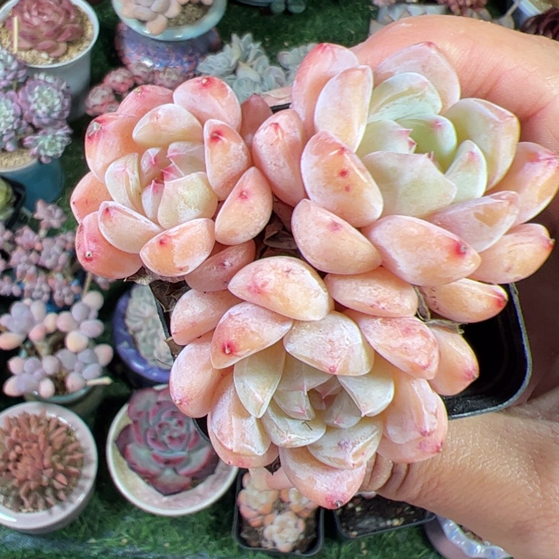 糖***宝583 多肉植物组合盆栽