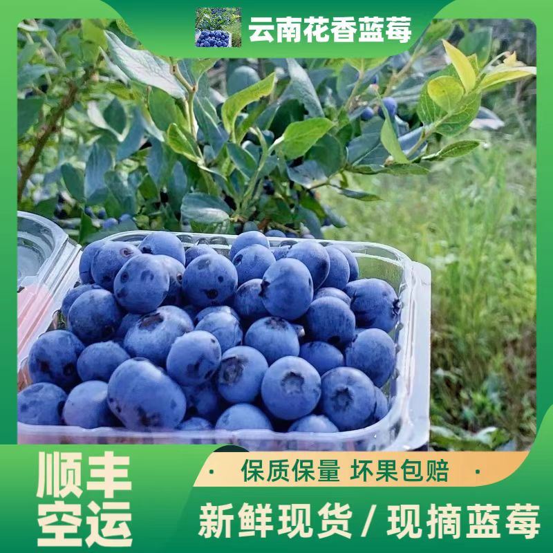 【5盒装500g】云南蓝莓新鲜采摘原生态花香 巨无霸果大蓝杯顺丰空运