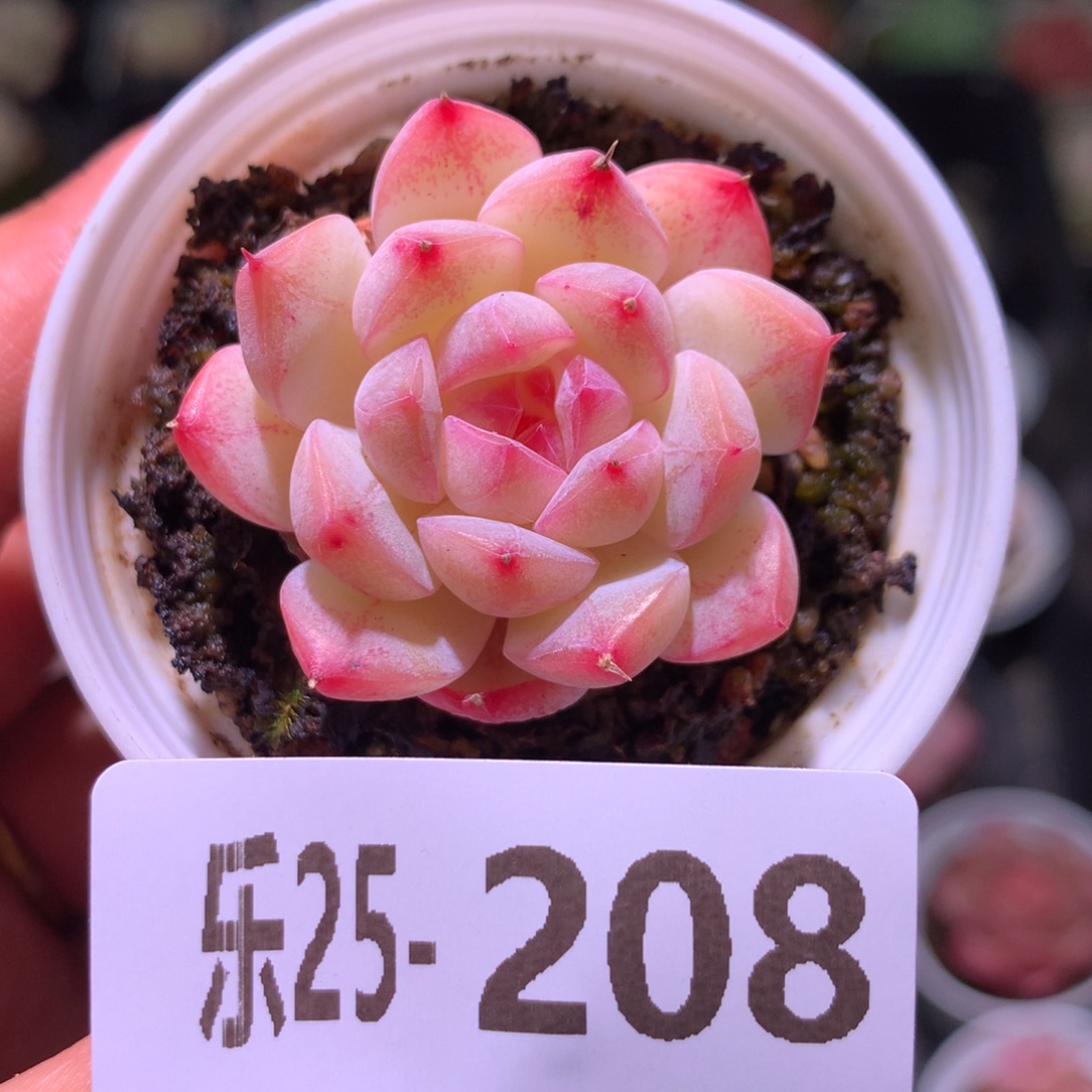 乐然25-208 白桃汽水 