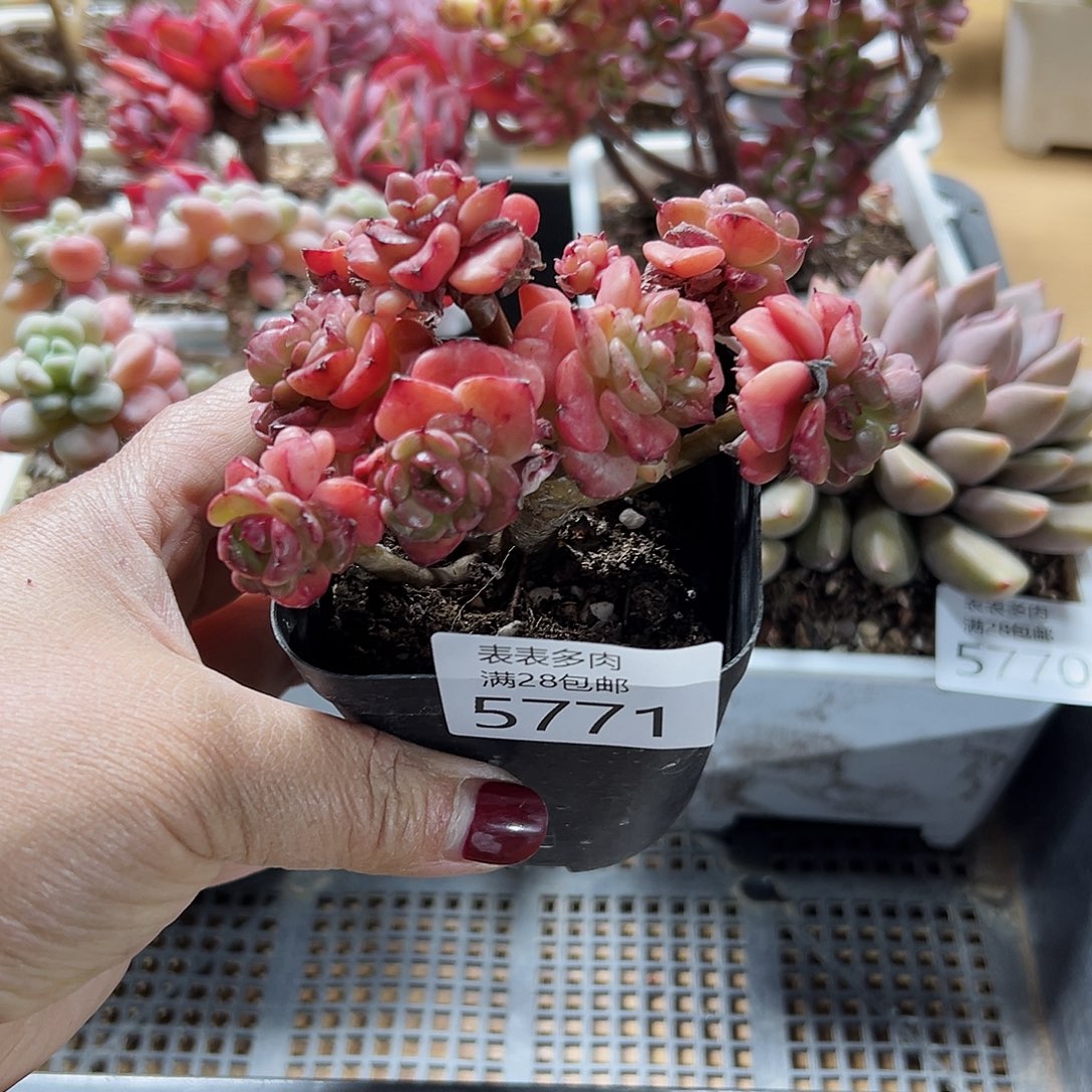 9号我们的确是一5771