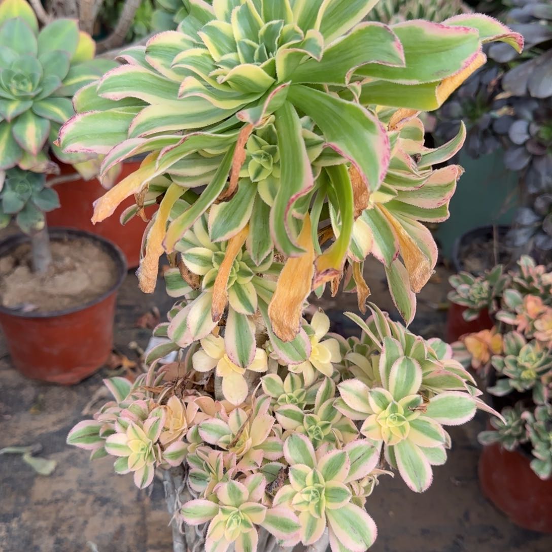 艳日伞多肉瑕疵1384满28包邮断枝不包