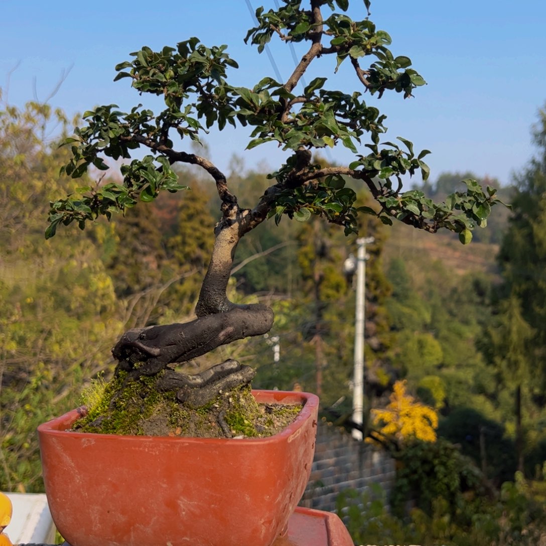 完全开放金弹子盆景