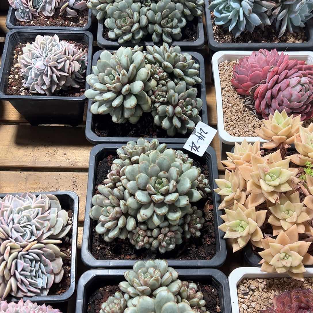 214-24葡萄多头多肉随机