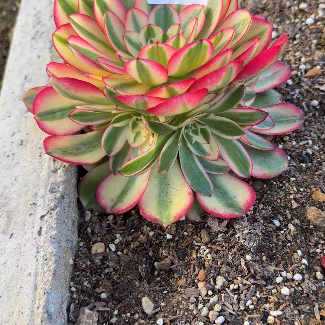 052荔枝。多肉植物