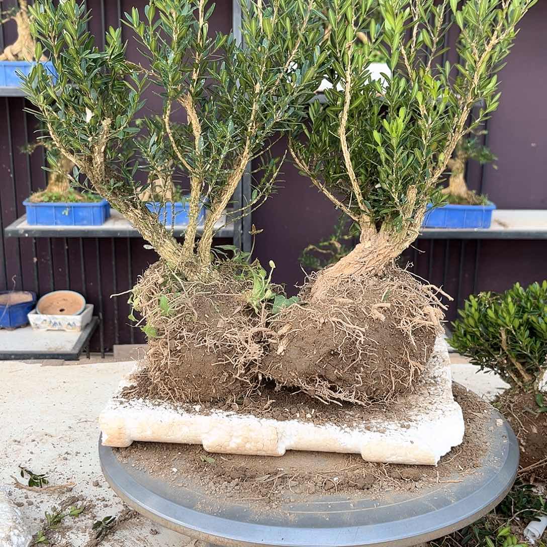 小叶雀舌黄杨素材