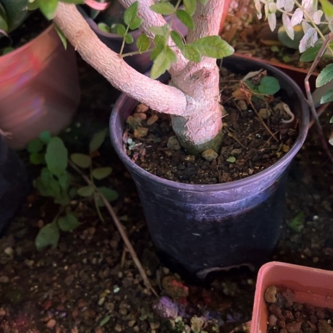 C***7实生尼勒达乳香植物