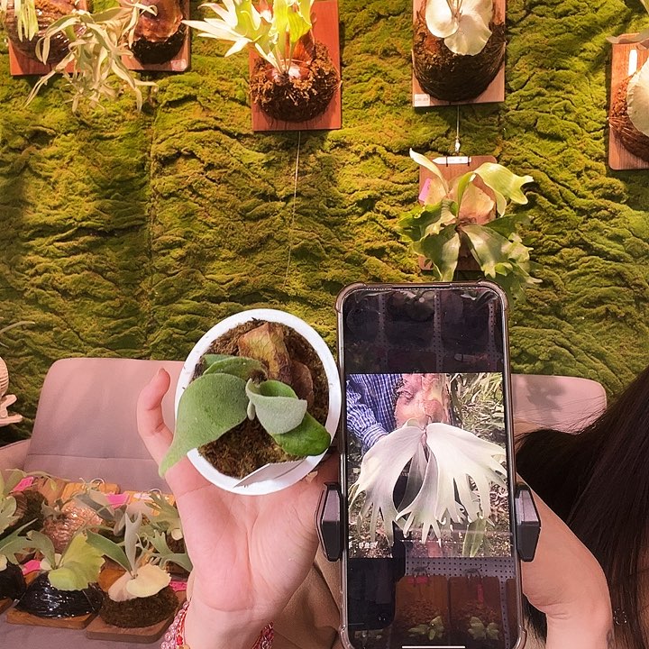 不开花植物绿龙孢子苗