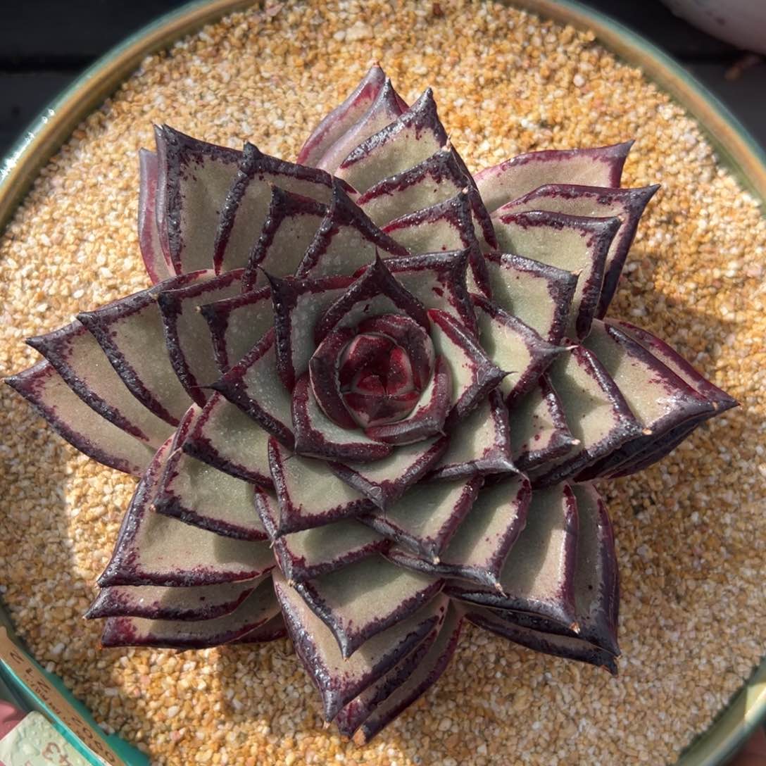 多肉一物一拍0205-观赏