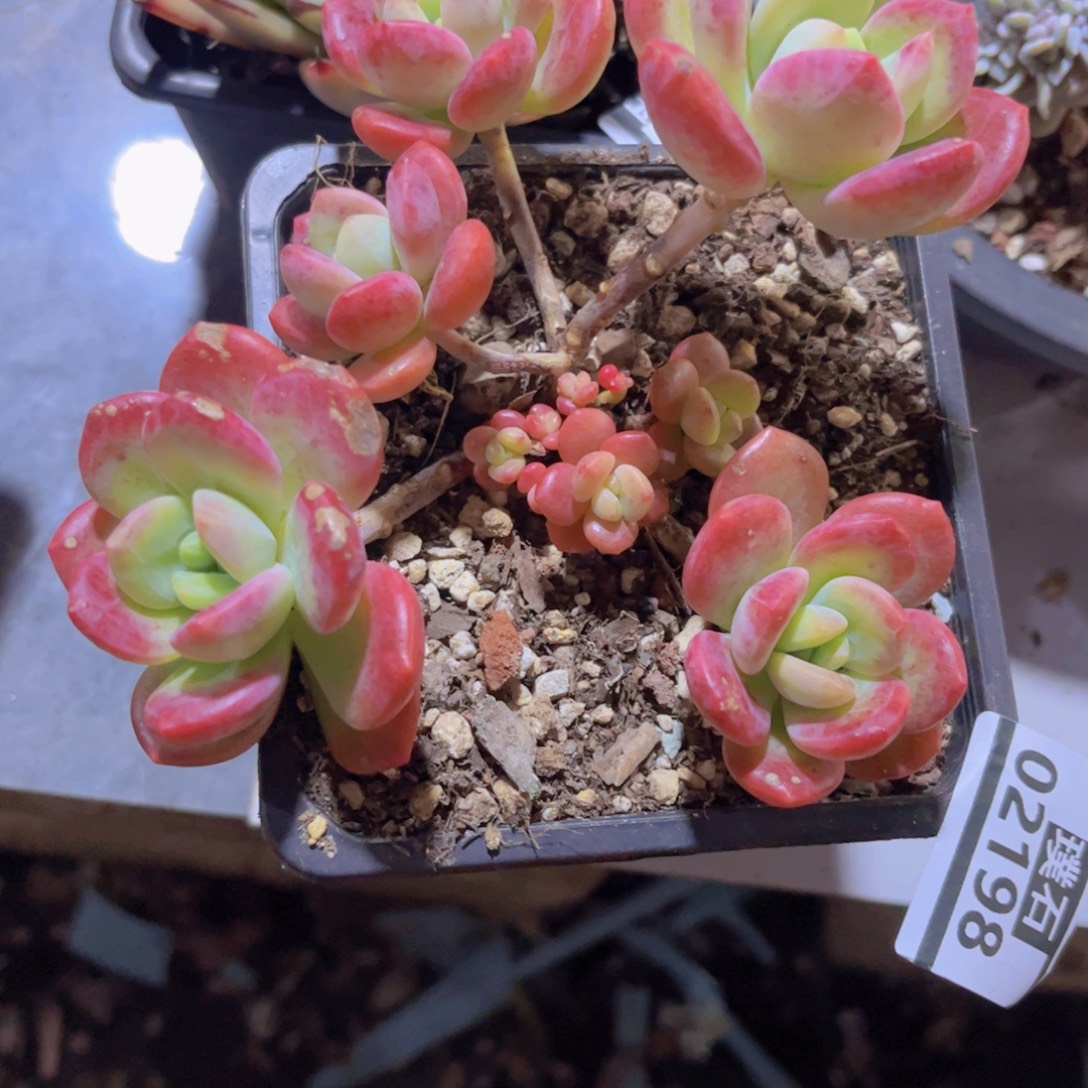 拉萨02198多肉植物