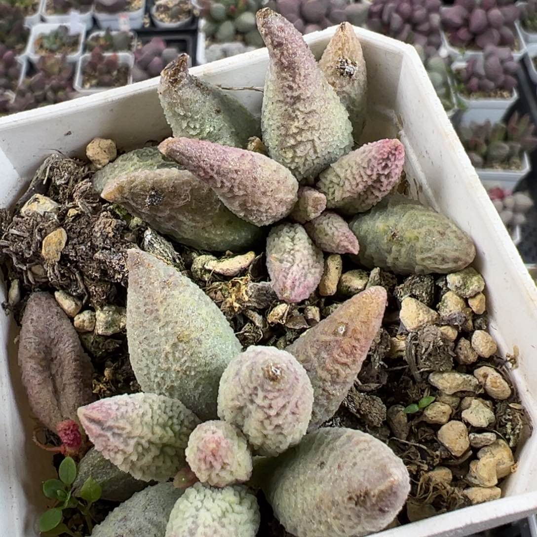 特价融化纹冰激凌两颗多肉植物