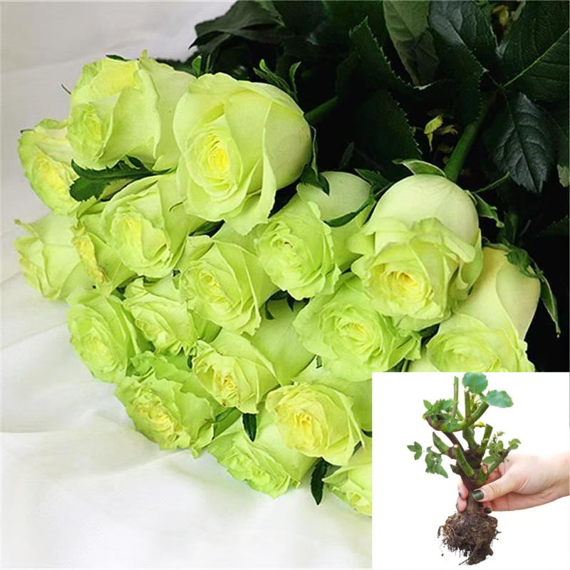 【绿茵】云南玫瑰花老桩大苗大花浓香月季盆栽地栽室内室外好养