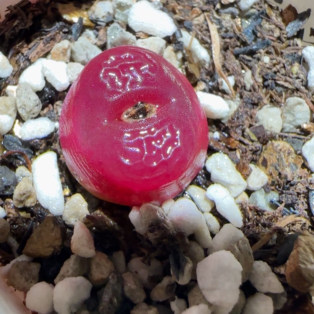 肉锥多肉植物百科25-632