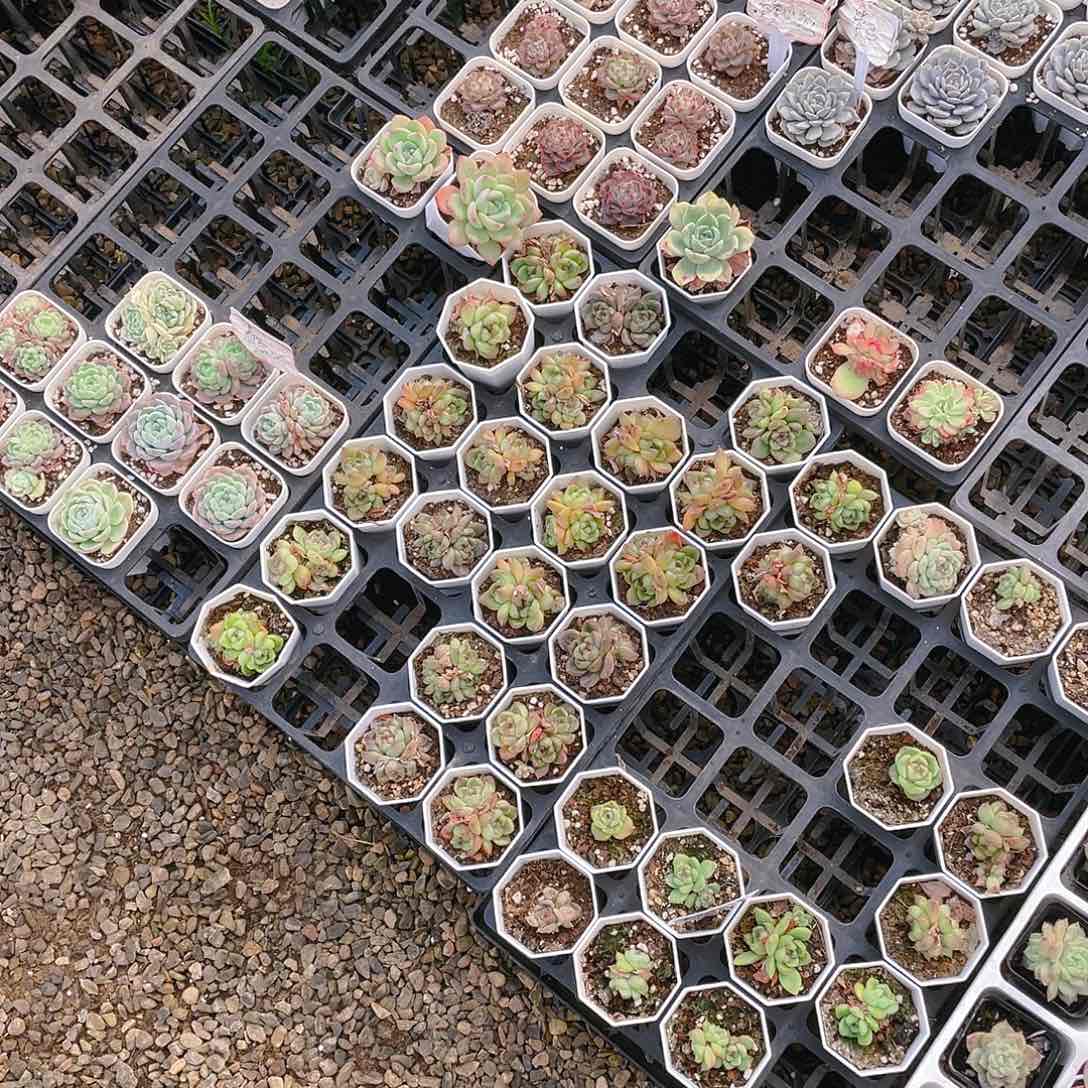 财****贝普货好颜色一框盆满48包邮