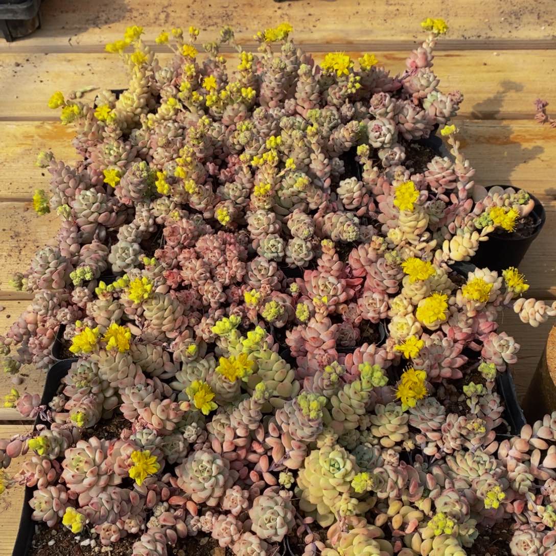 402多肉植物保护研究所所长助理