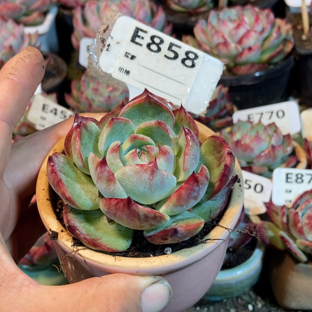 惊鸿一瞥858号多肉