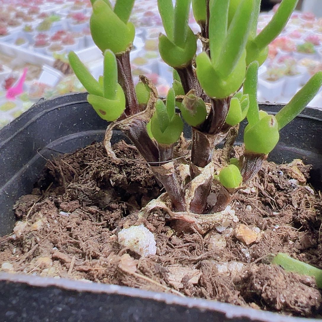 兔子枝干无售后19包邮