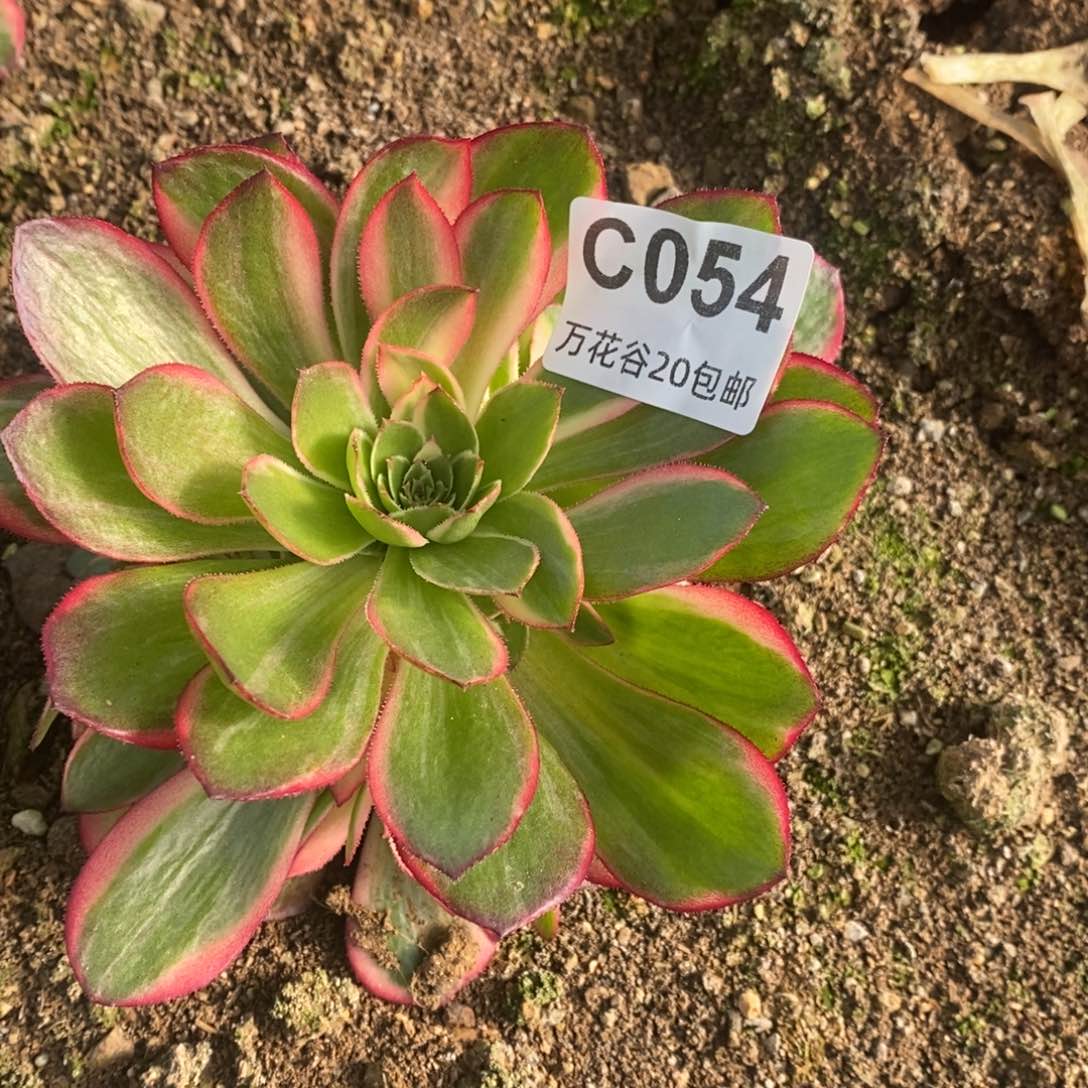 054黑魔锦多肉植物