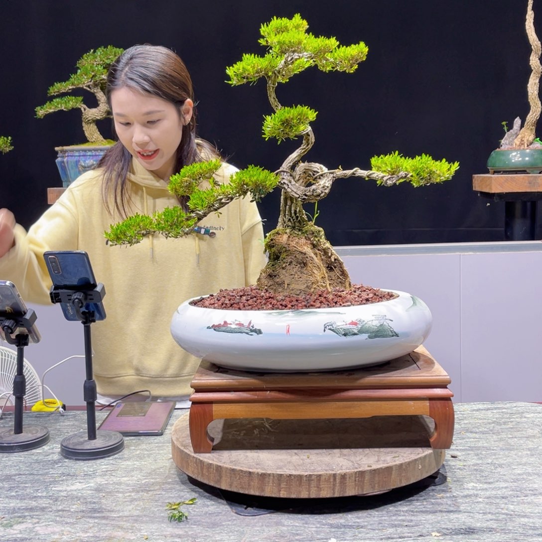 黄杨盆景雀舌软枝