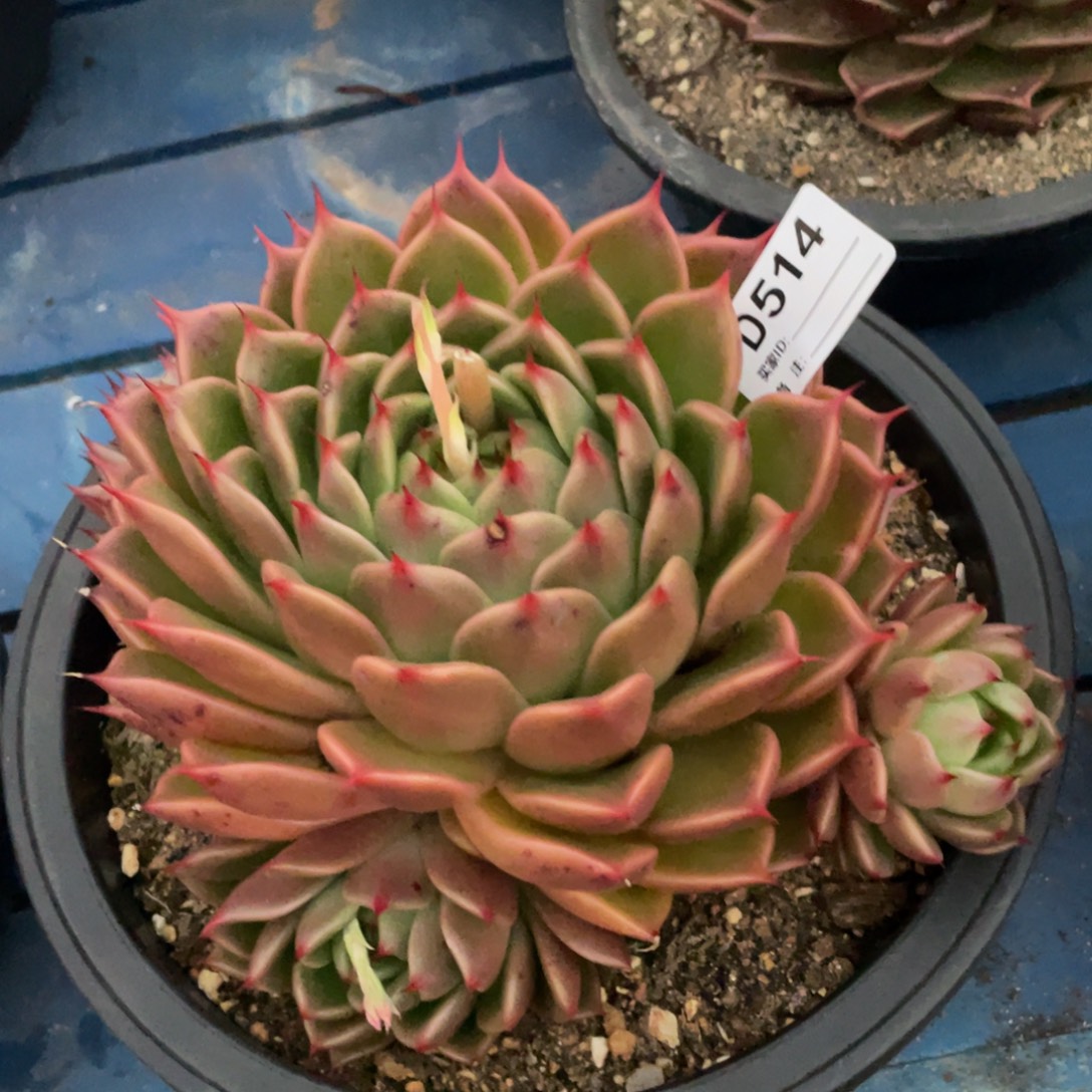 无花朵若如东云单拍D514