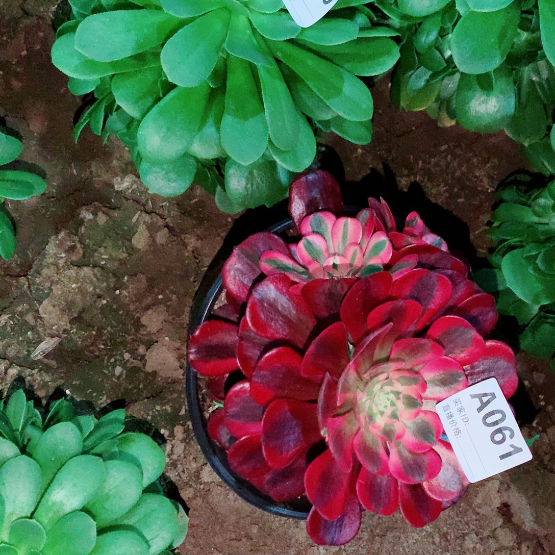 绿玫瑰➕美杜莎法师060➕061