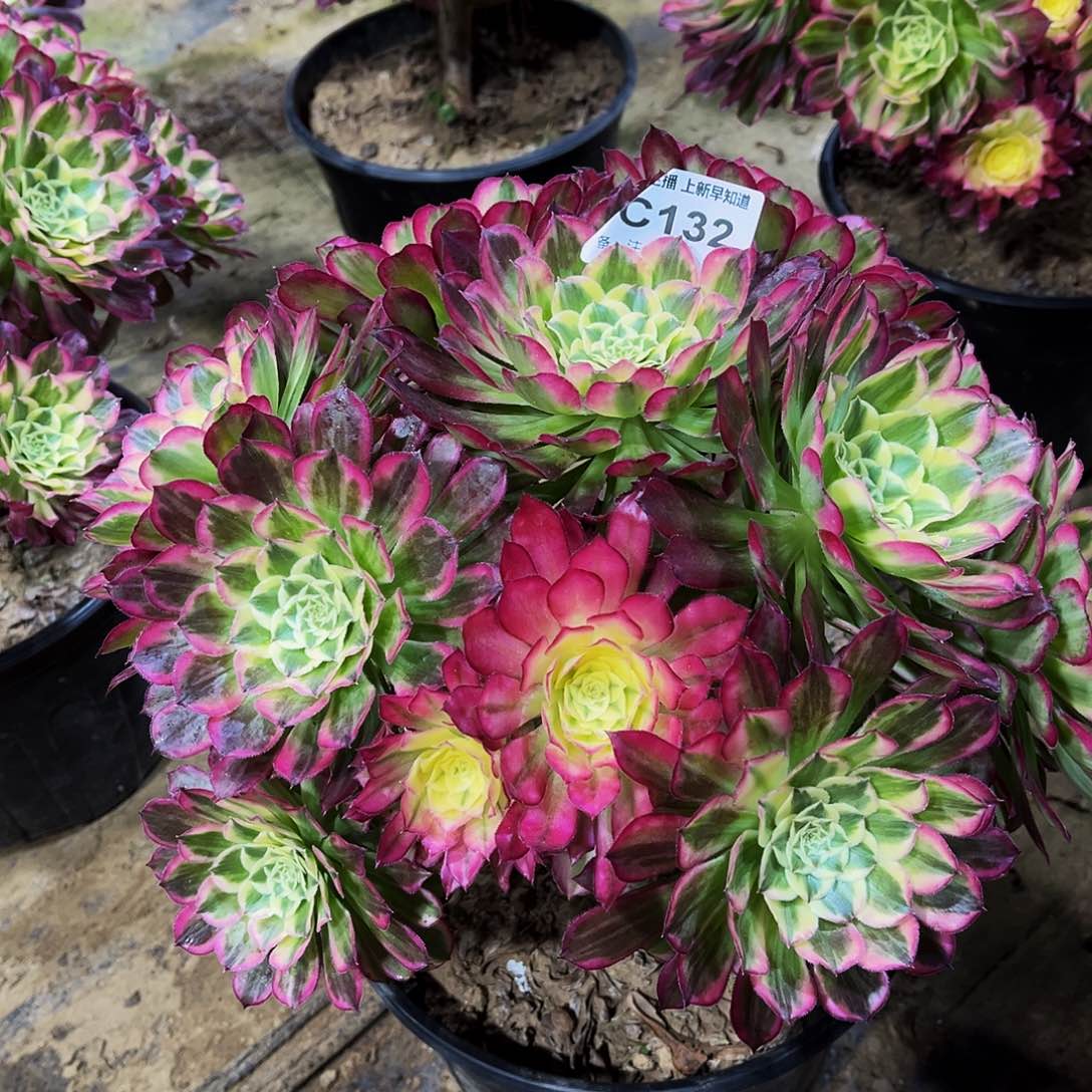 多肉132天合法师