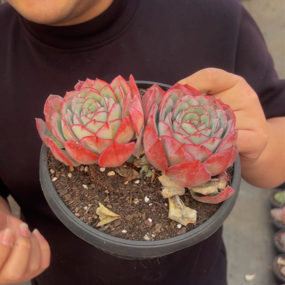 牡丹亭双头起多肉植物