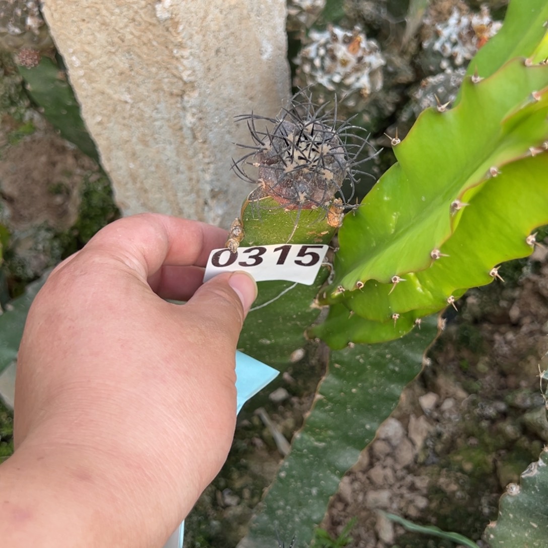 G***X栗星玉仙人球315号