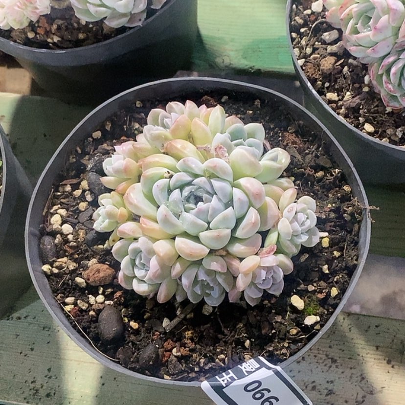 【闪购商品】杂0664