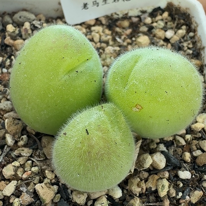 老马生石花毛翠滴1214