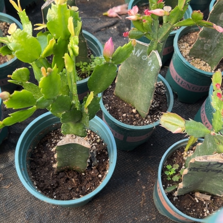 有***美38号047紫色花朵000000