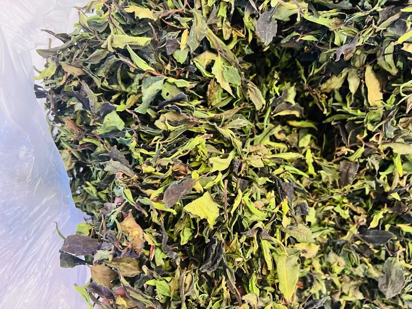 云南凤庆大雪山野生贡眉白