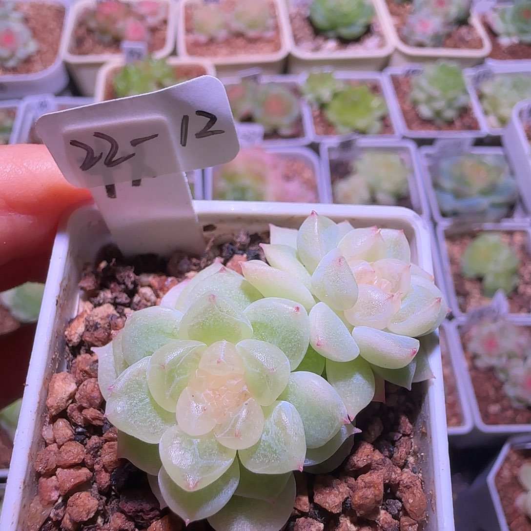 A***922-12福利千寻双头