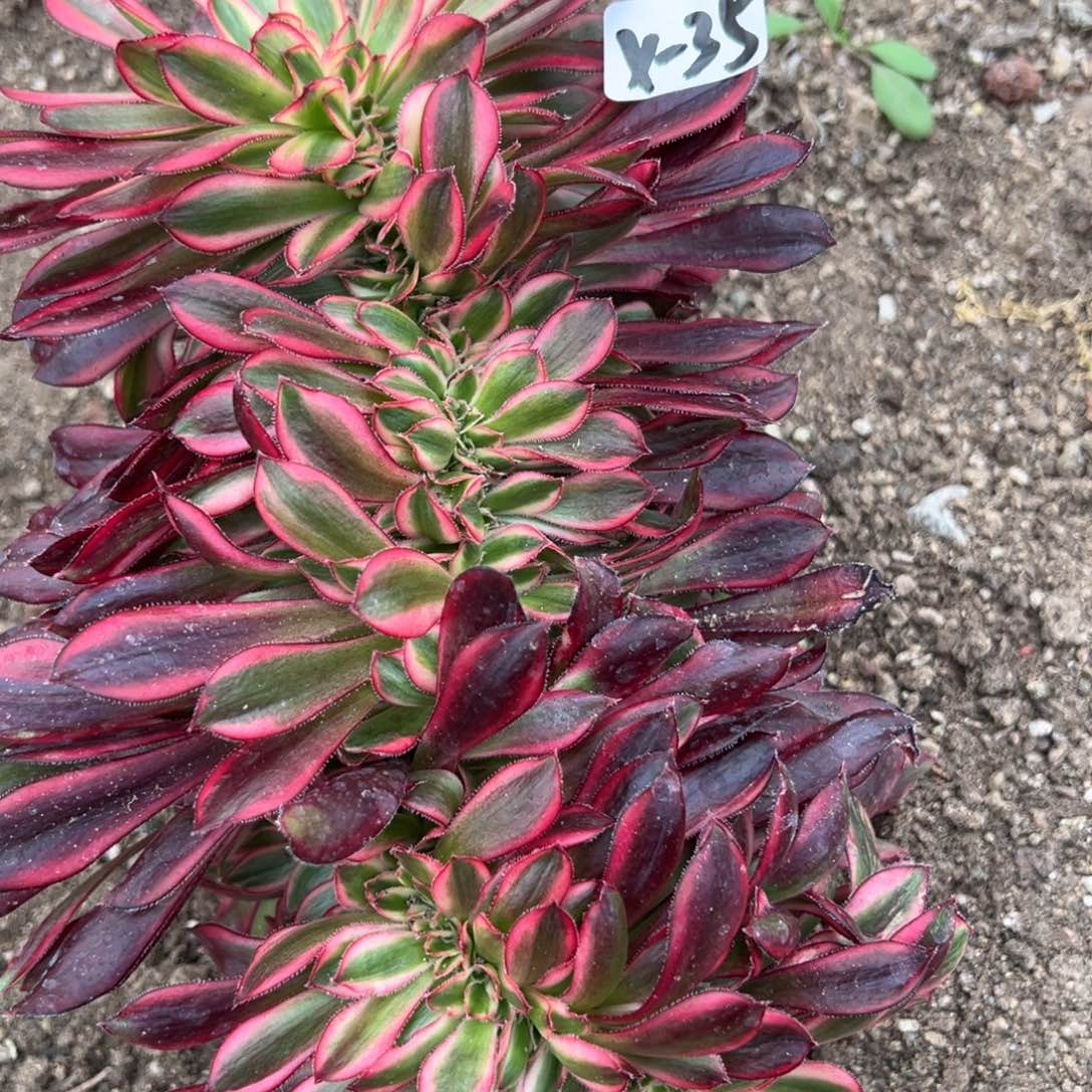 35香奈儿缀多肉植物直