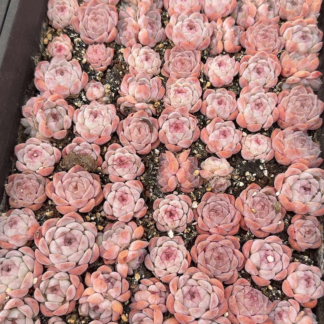 002糖心多肉切糕（量拍）