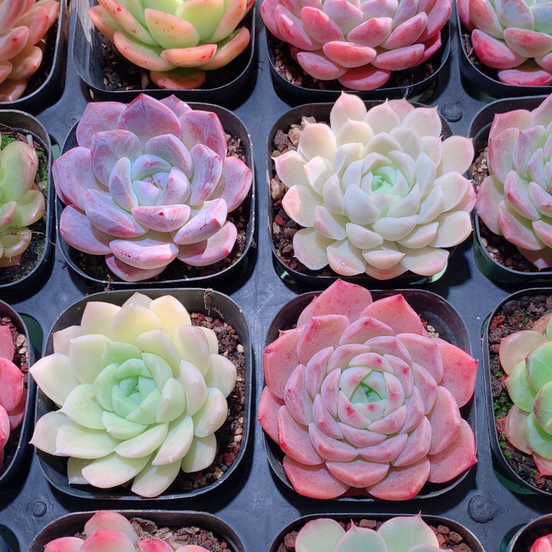 21-量拍品质保证多肉带盆16颗全单头