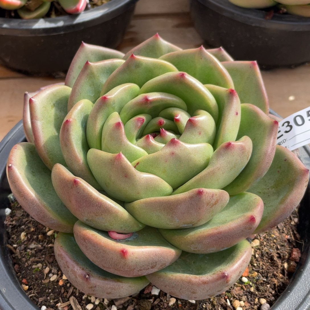 无花朵若如东云单拍E305