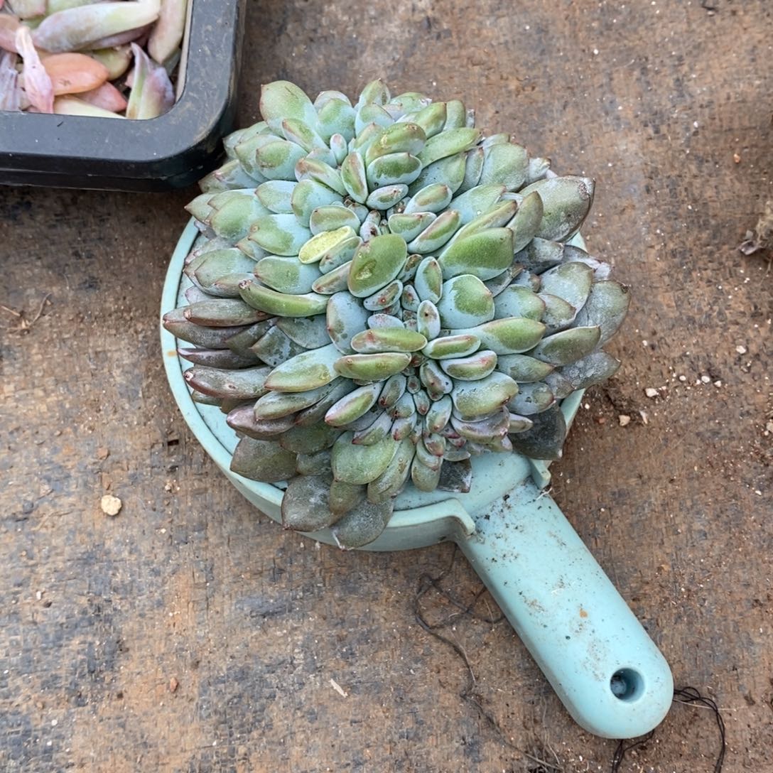 Z***o小虎多肉一物一拍星影