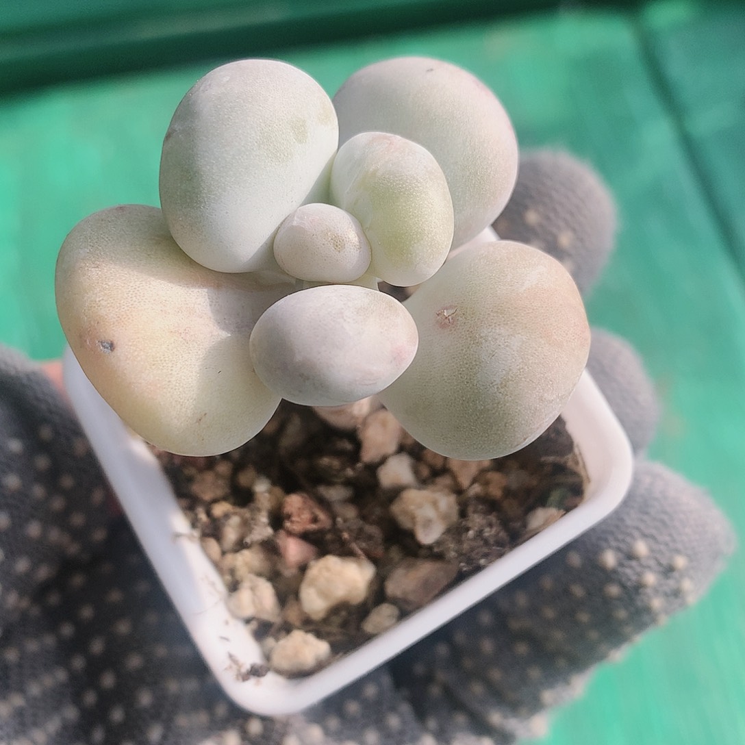 油煎丸子锦一物一拍