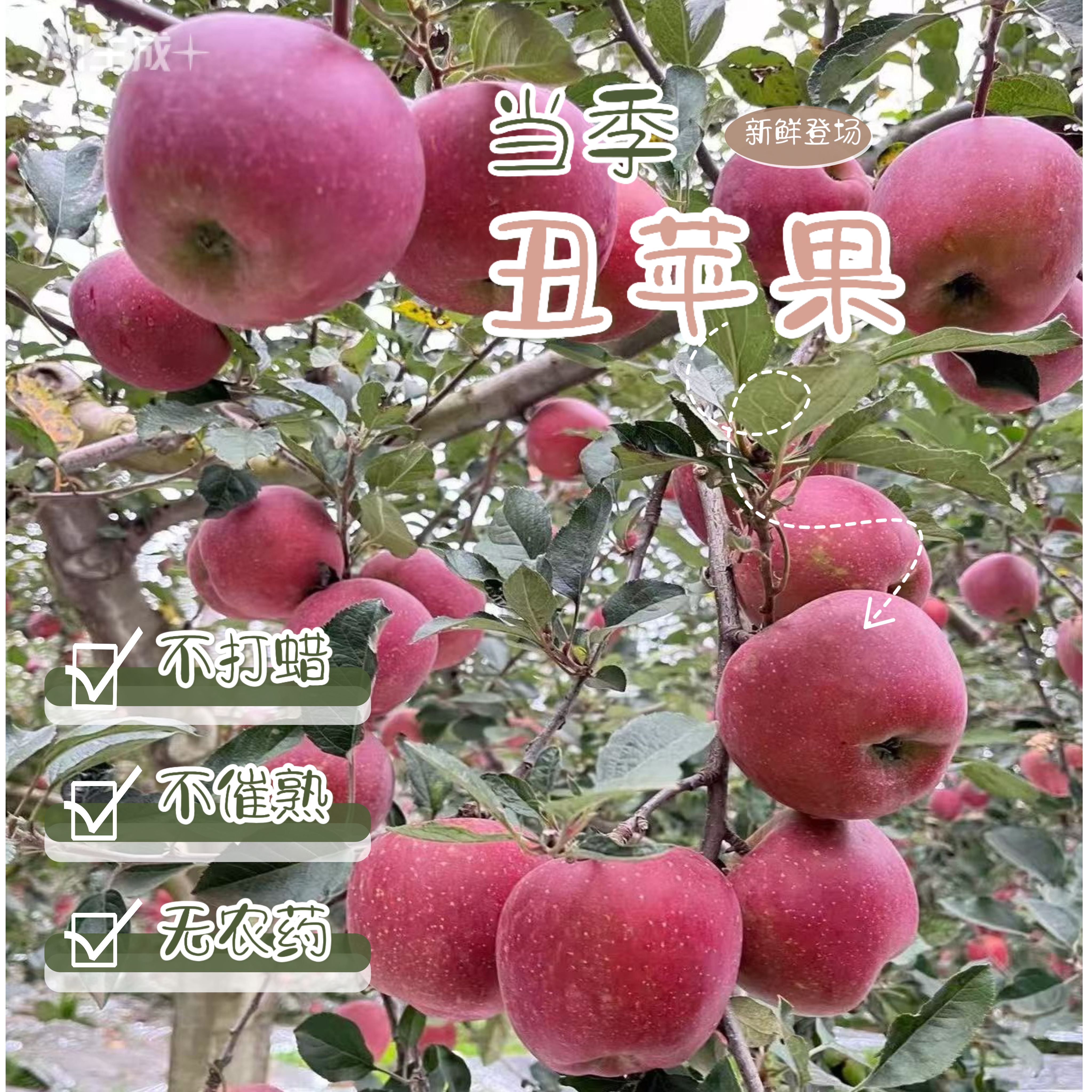 云南大理冰糖心丑苹果红富士当季现摘现发脆甜爽口多汁新鲜水果