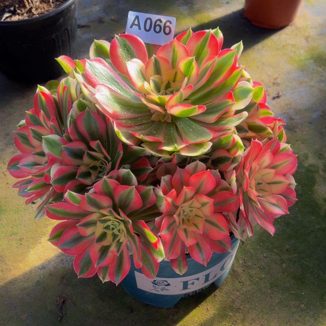 建****法师多肉植物粉女巫066