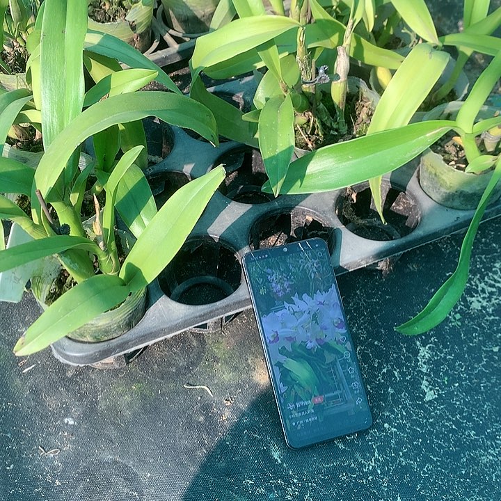 完全开放贵夫人卡特，大小3苗