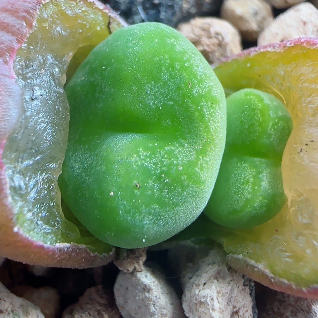 多肉植物超级桃杂10号