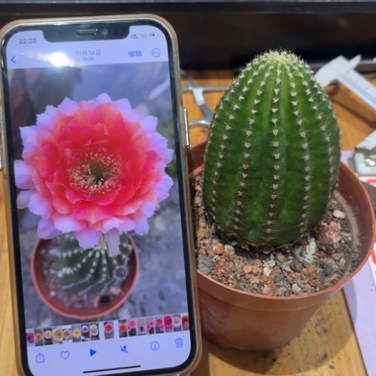 金刚1号6公分左右多变花