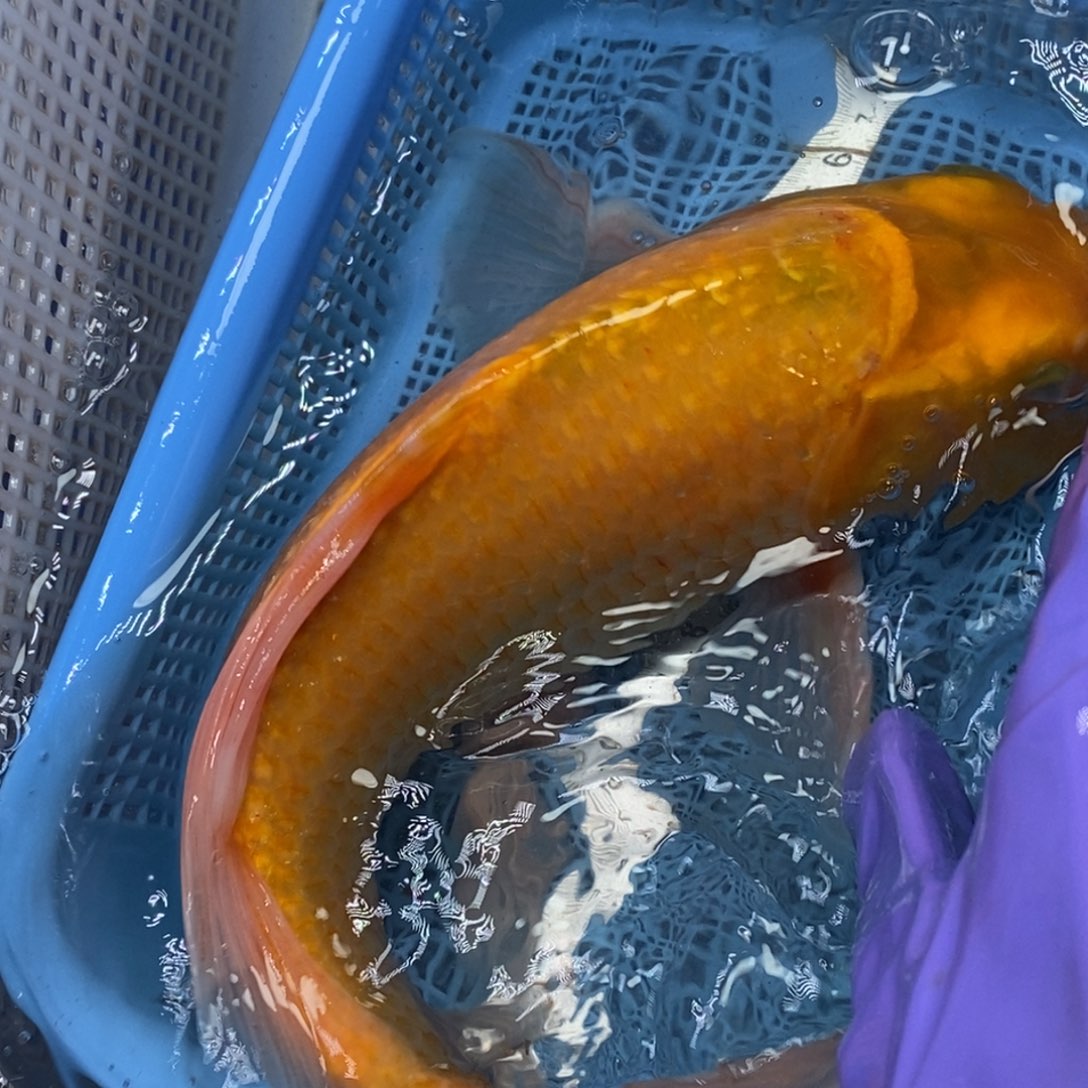 锦鲤冷水锦鲤包邮