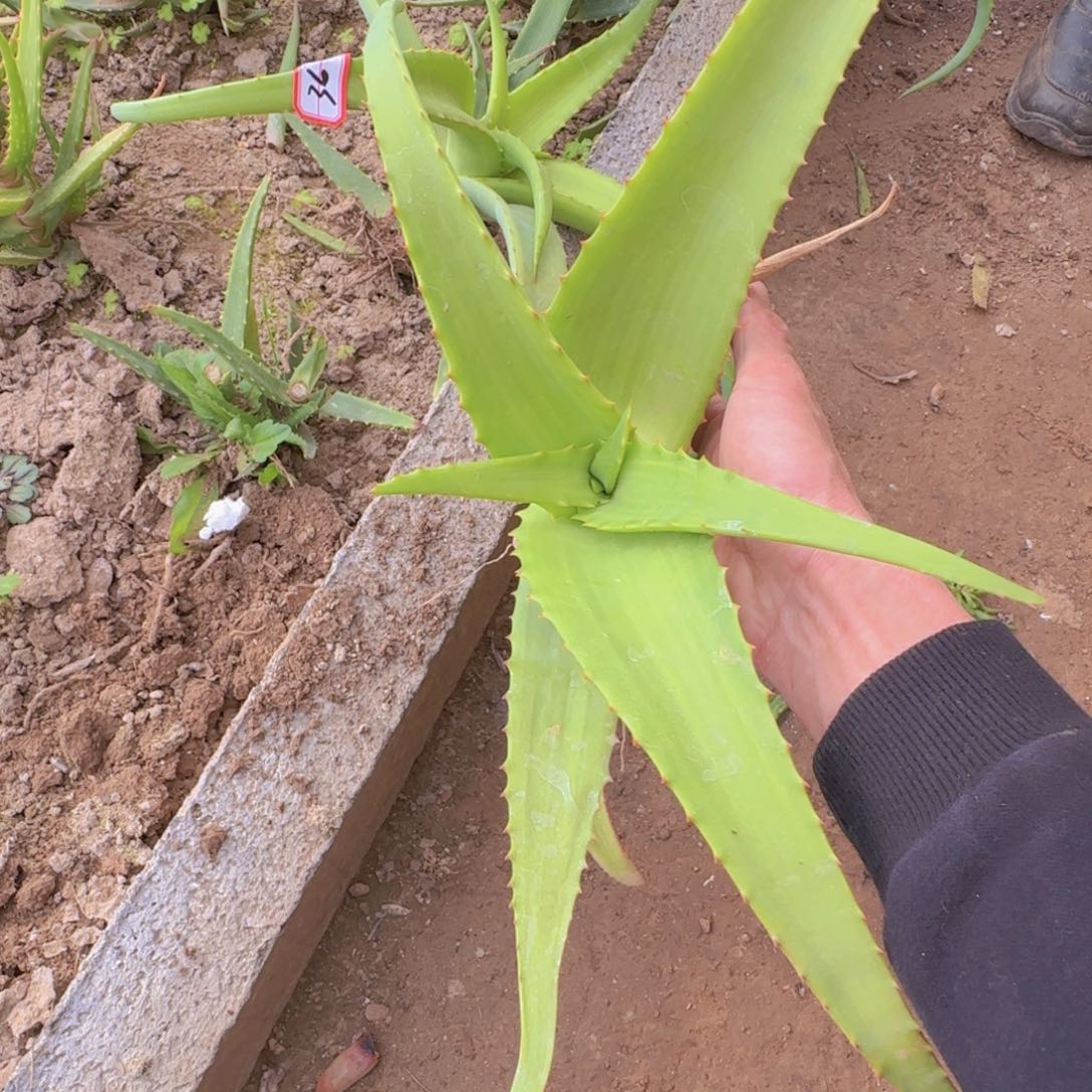 ****、块根植物块根植物