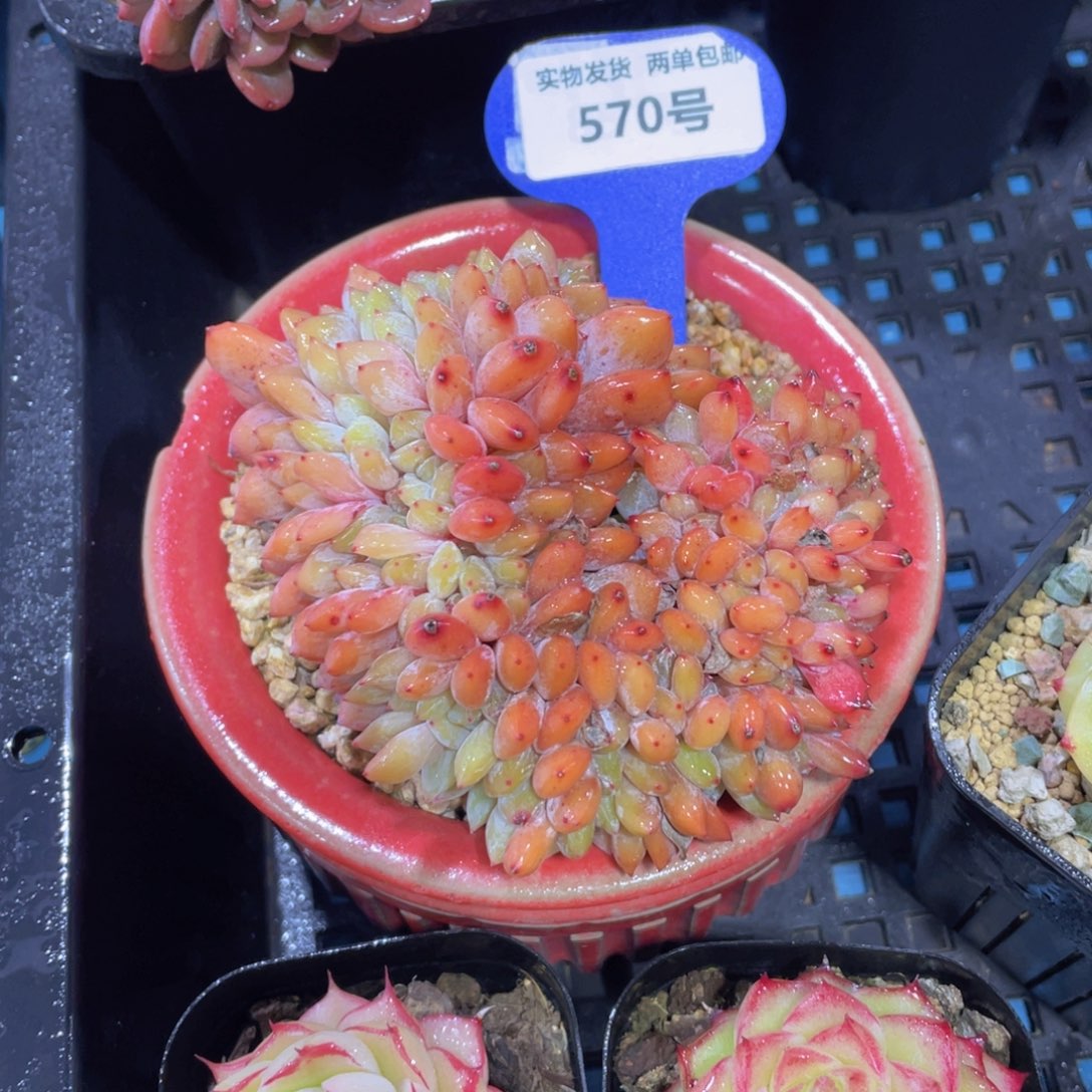 570号 全状态带板子韩橙缀化